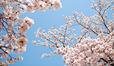 聚楽園公園 ‐ 桜