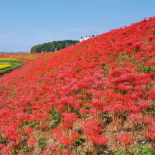 彼岸花