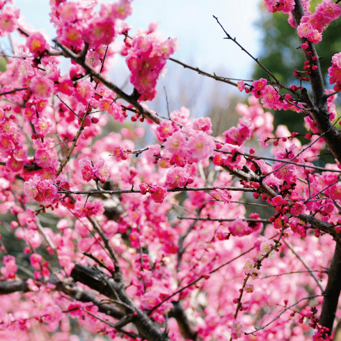 緑と花のふれあい公園