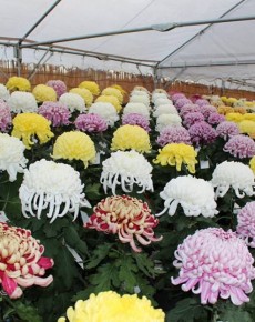 第38回 阿久比町みんなの菊花展