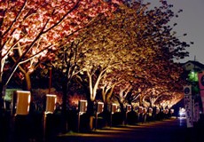 於大のみち桜のライトアップ