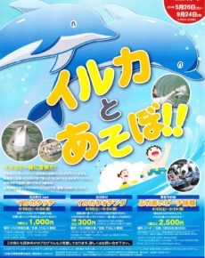 イルカとあそぼ!!