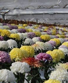 第39回 阿久比町みんなの菊花展