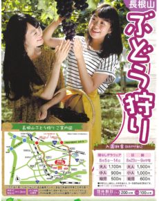 長根山 ぶどう狩り