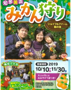 知多美浜 みかん狩り