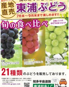 産地直送　東浦のぶどう