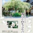 萬三の白モッコウバラ祭　2025