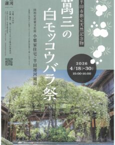 萬三の白モッコウバラ祭2026
