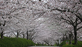於大公園 ‐ 桜のアーチ